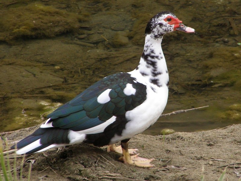 Американская мускусная утка