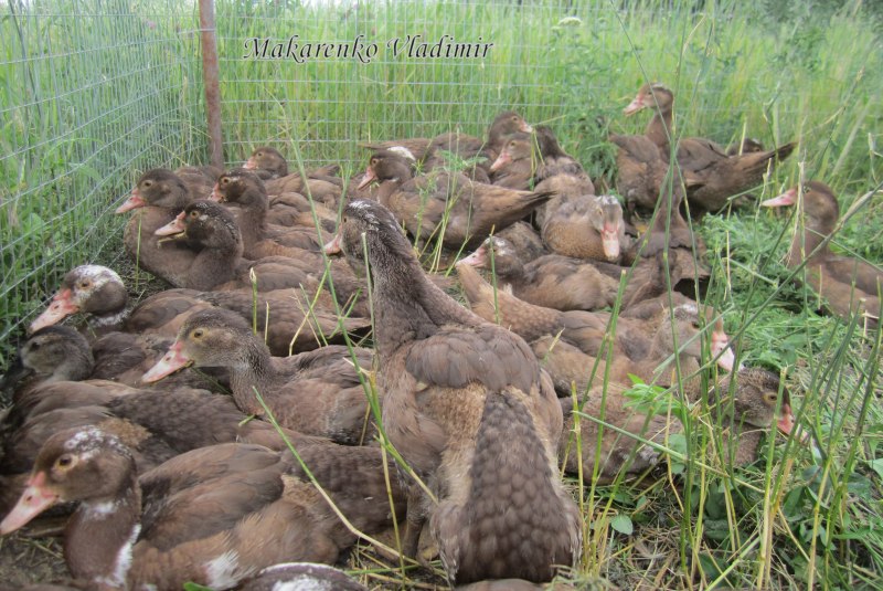 Суточные белье индоутки