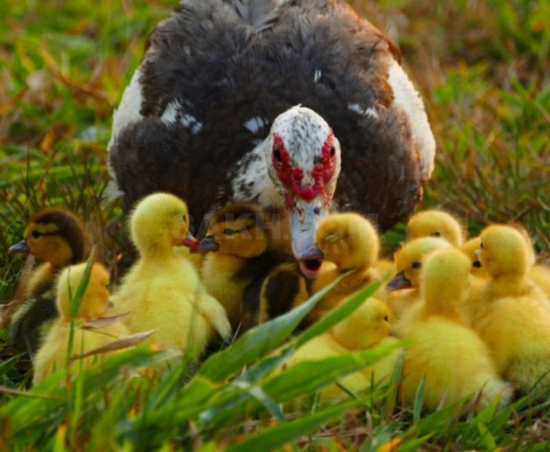 Дикая мускусная утка