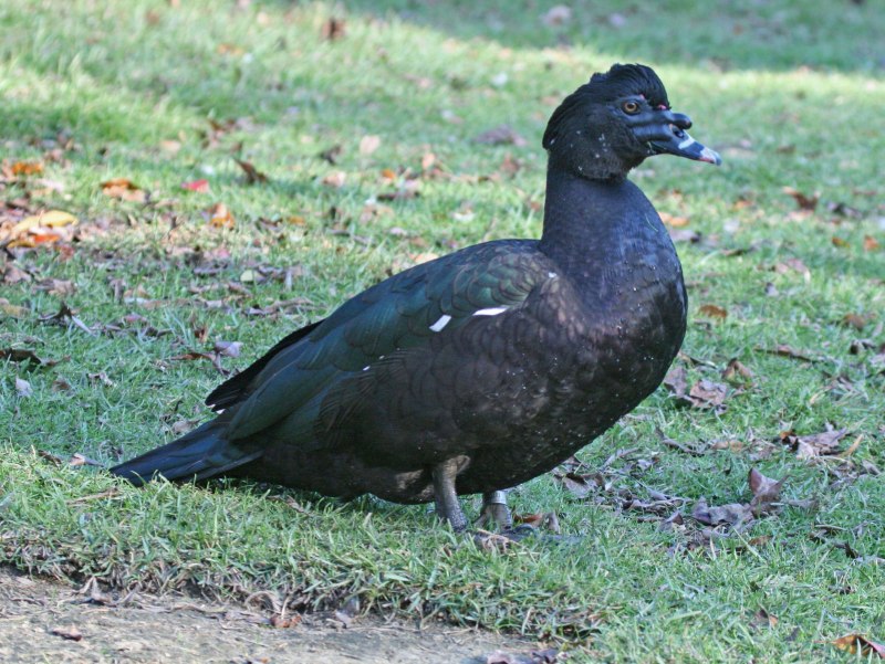 Жемчужные мускусные утки