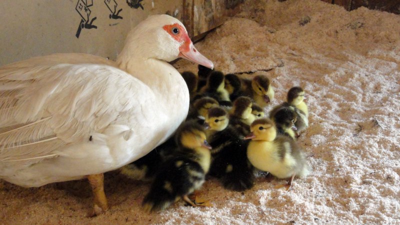 Индоутка мускусная