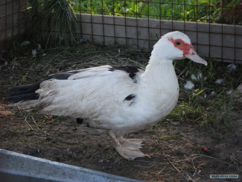 Мускусная утка селезень