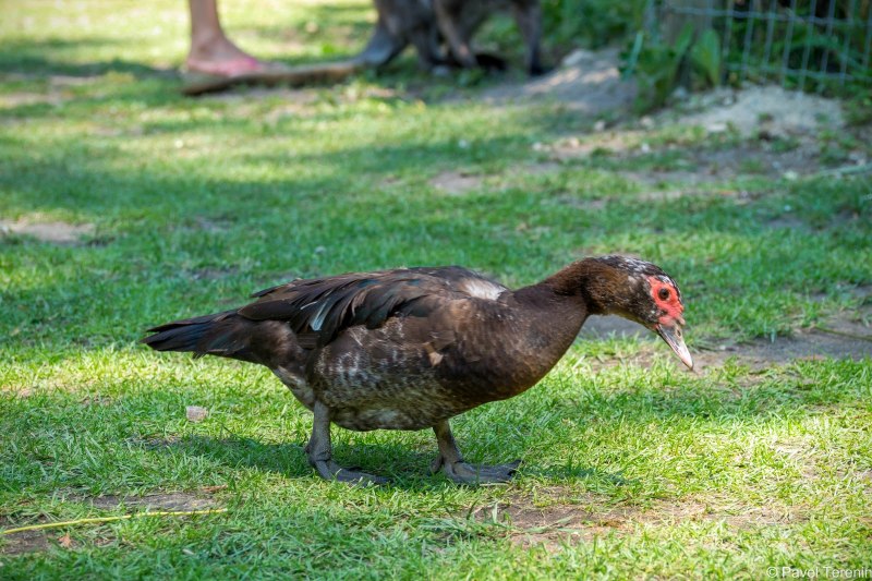 Индоутка мускусная