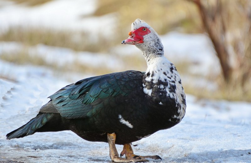 Утка инда с утятами