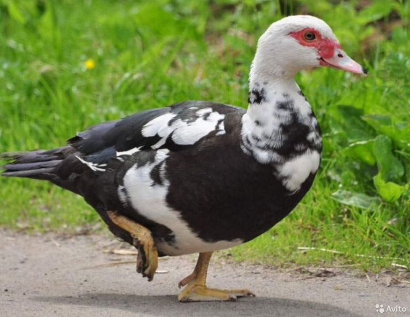 Дикая мускусная утка