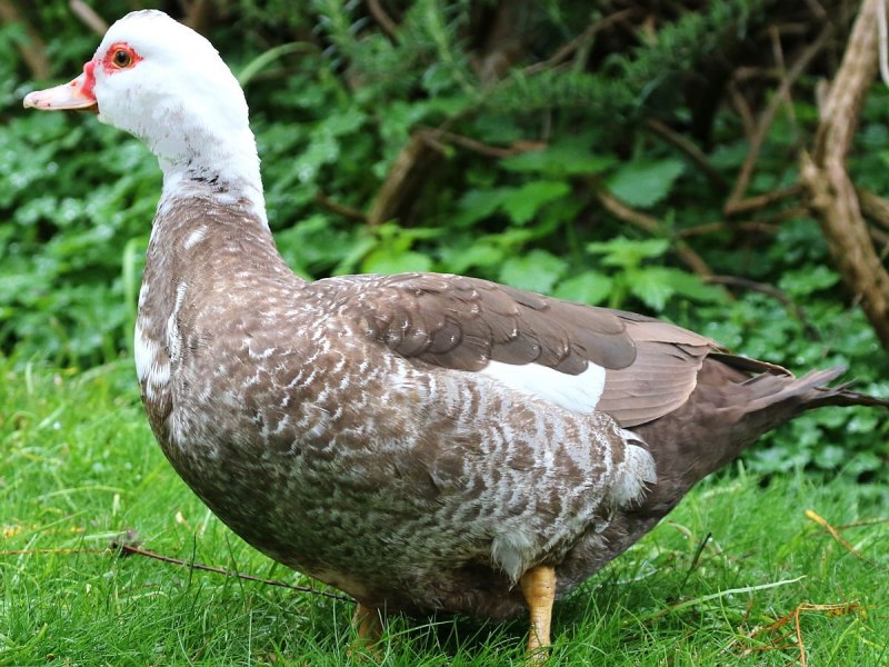 Андрея Новикова мускусные утки