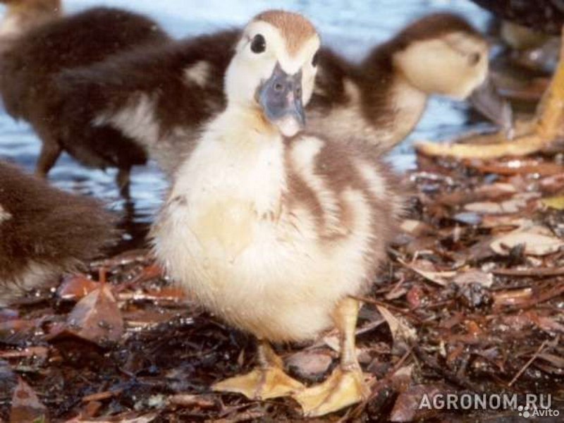 Американская мускусная утка