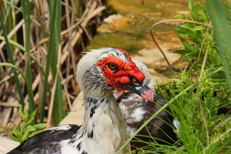Селезень мускусной утки