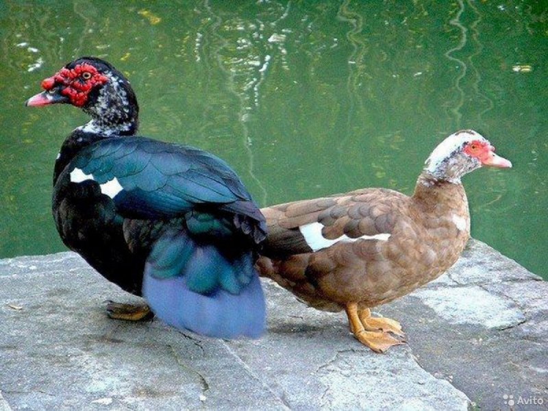 Мускусная утка и индоутка