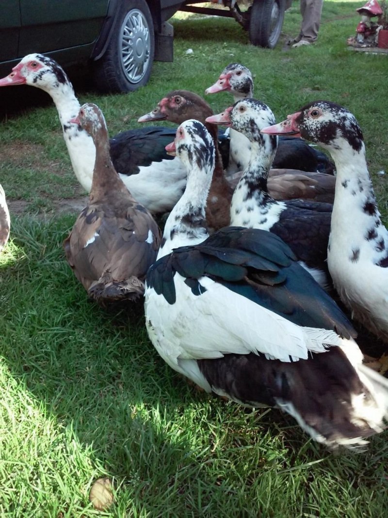 Женская особь у уток