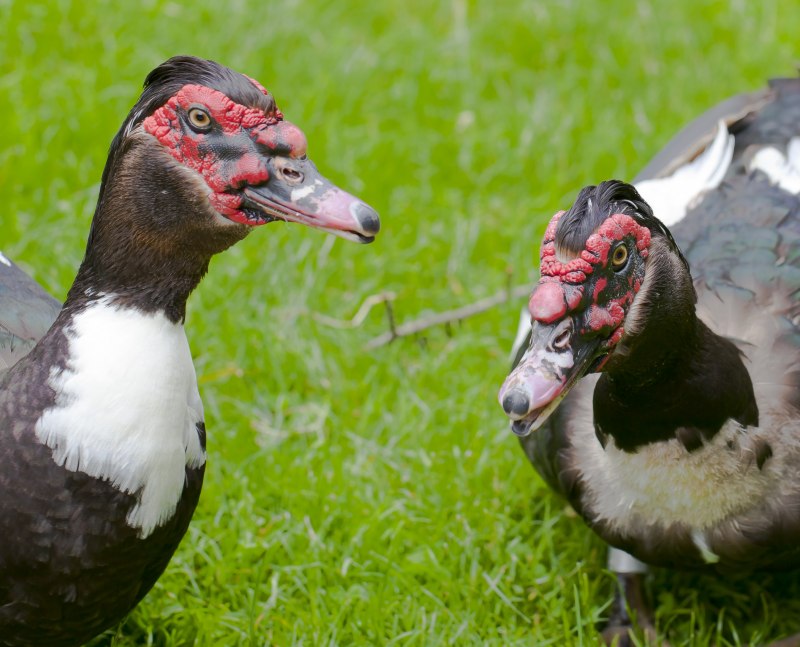 Индоутка мускусная