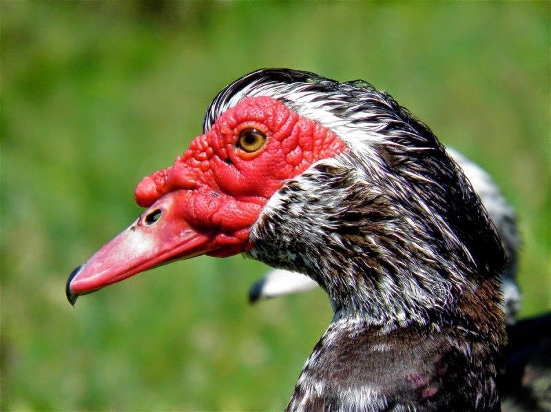 Утка мускусная барбарийская