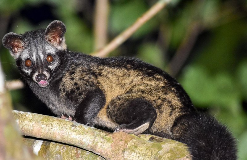 Африканская Циветта