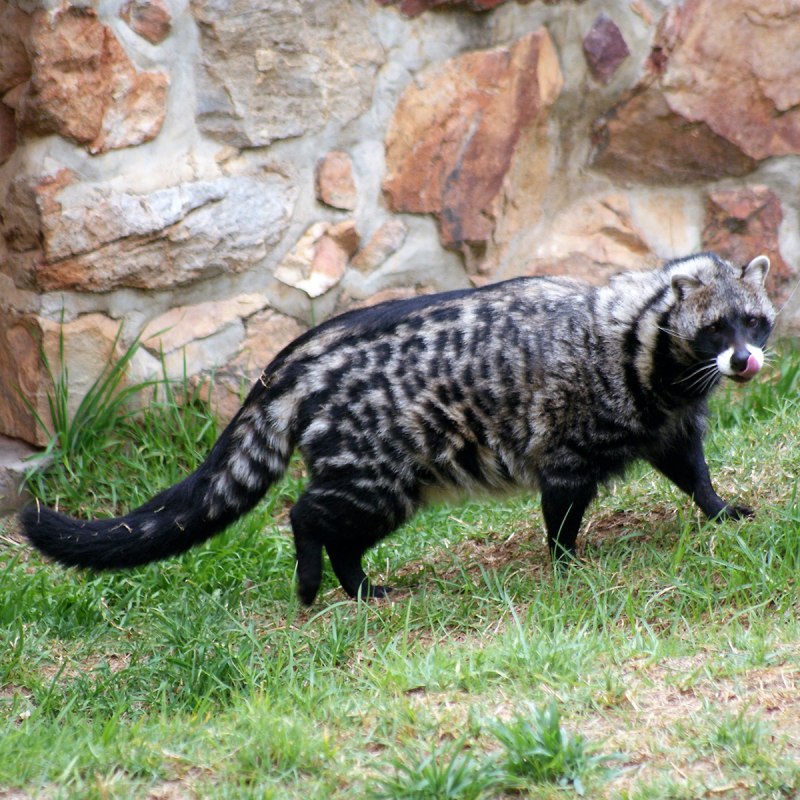 Африканская пальмовая Циветта