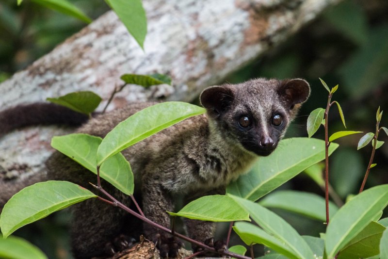 Пальмовая Циветта