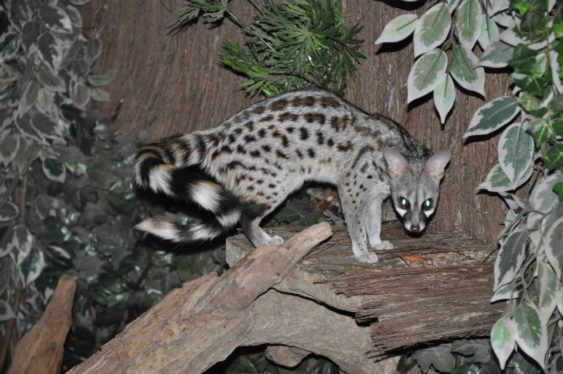 Обыкновенная генетта