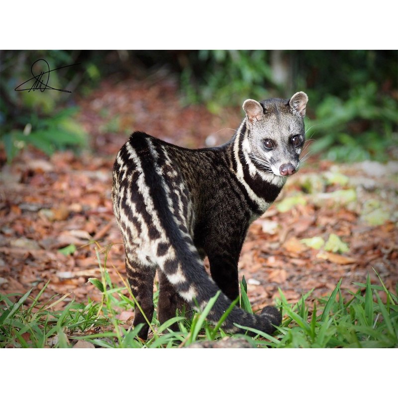 Обыкновенная генетта