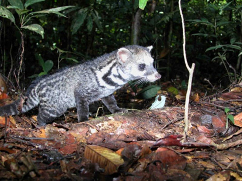 Сулавесская цивета