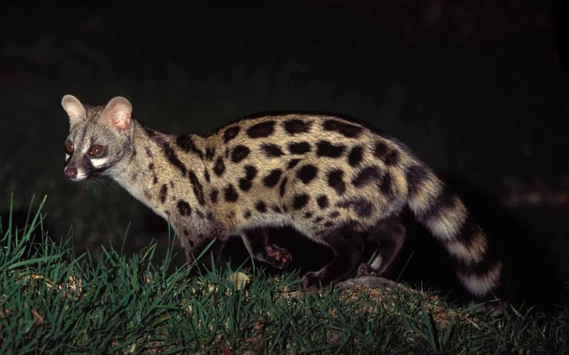 Обыкновенная генетта