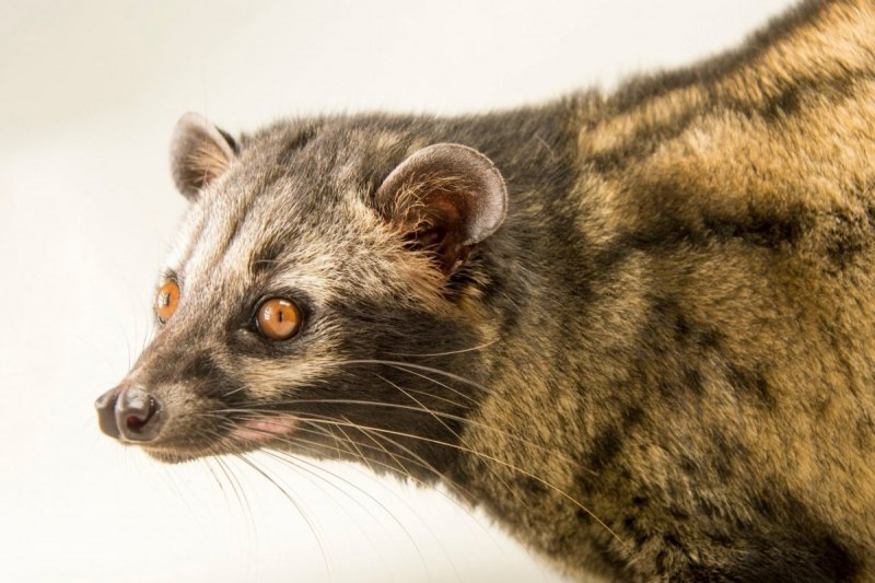 Пальмовая Циветта