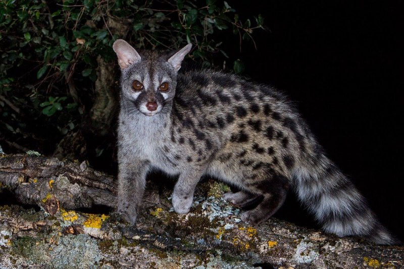 Азиатская пальмовая Циветта