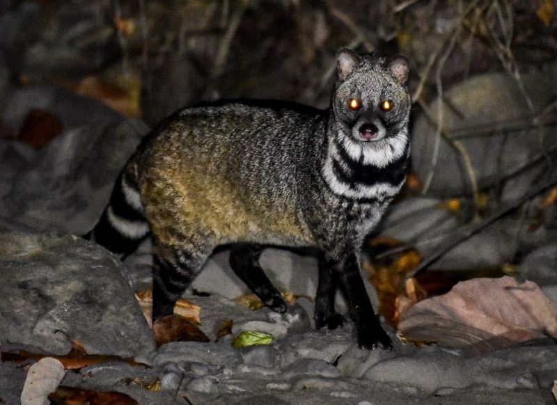 Африканская пальмовая Циветта