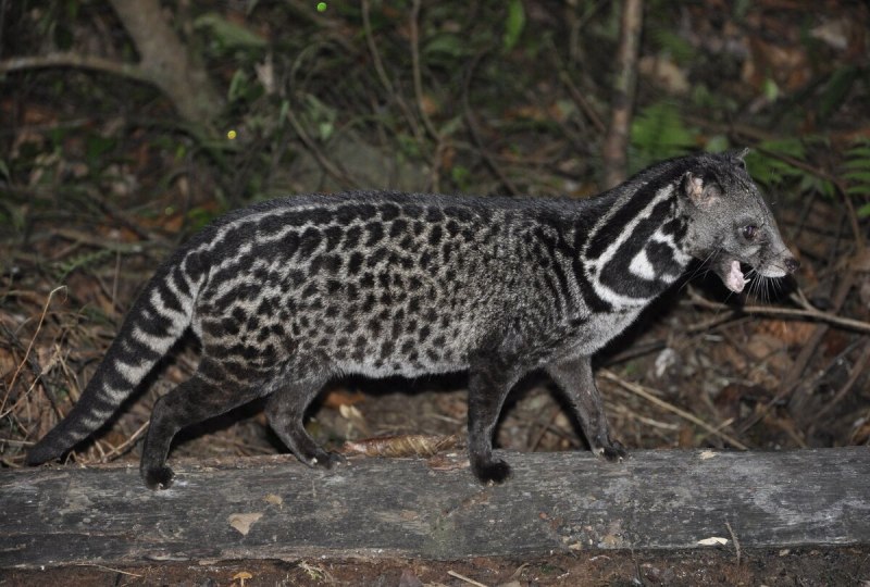 Малабарская Циветта