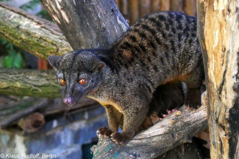 Африканская Циветта