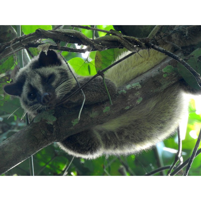 Обыкновенный мусанг