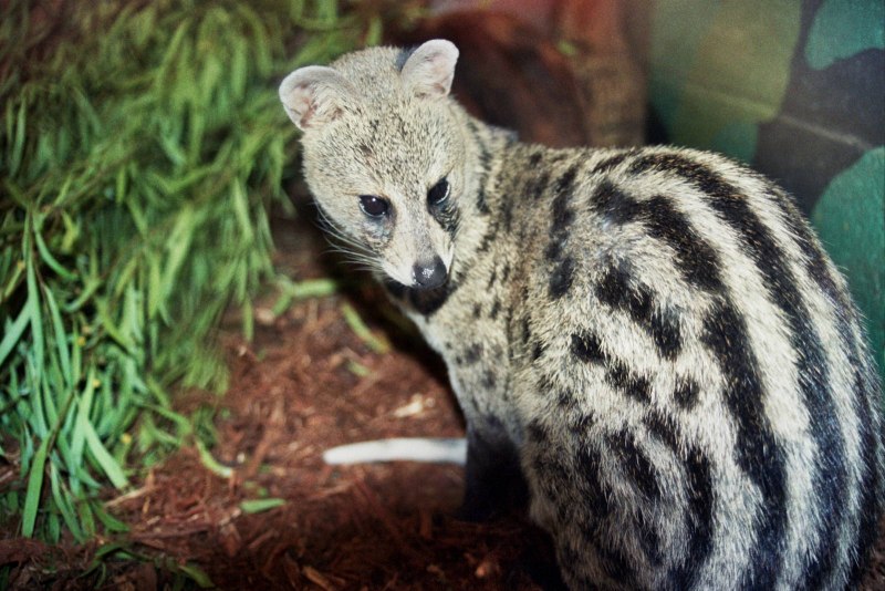 Виверровые мусанги