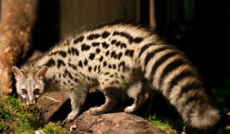 Обыкновенная генетта