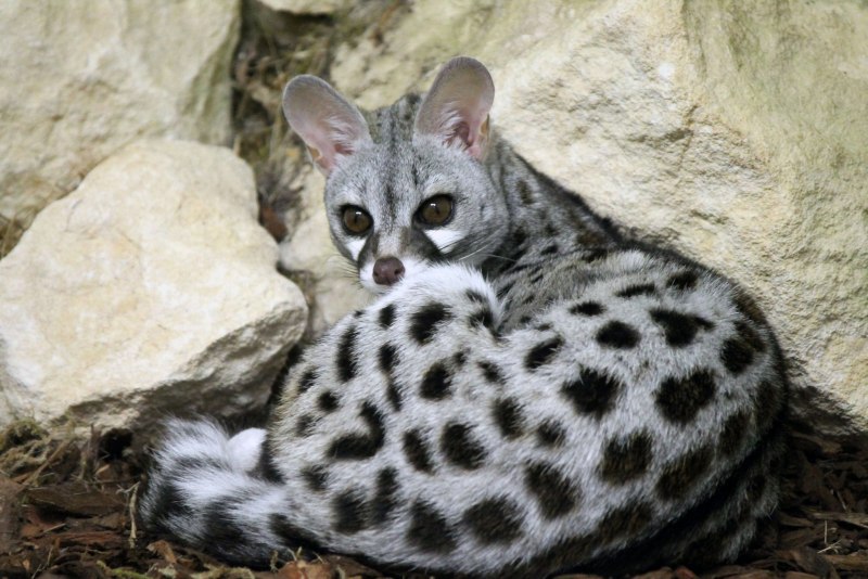 Малабарская Циветта