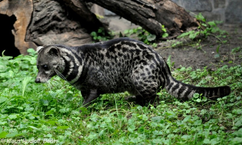 Виверра Африканская