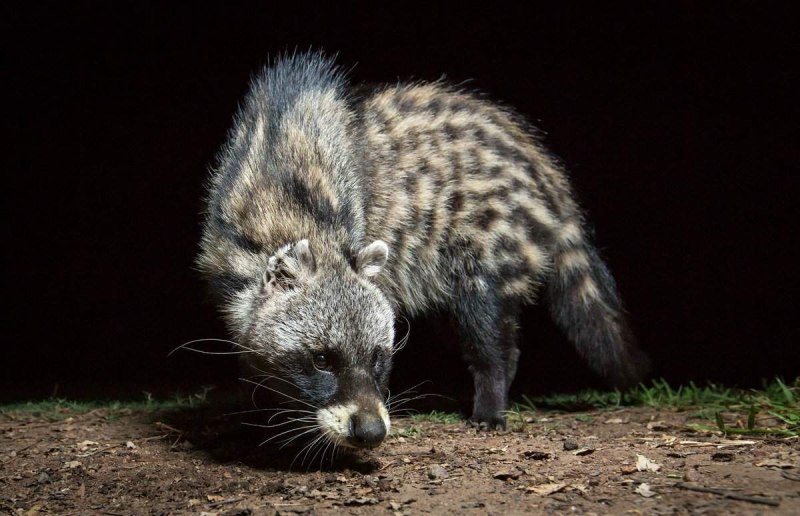 Циветта на Шри Ланке