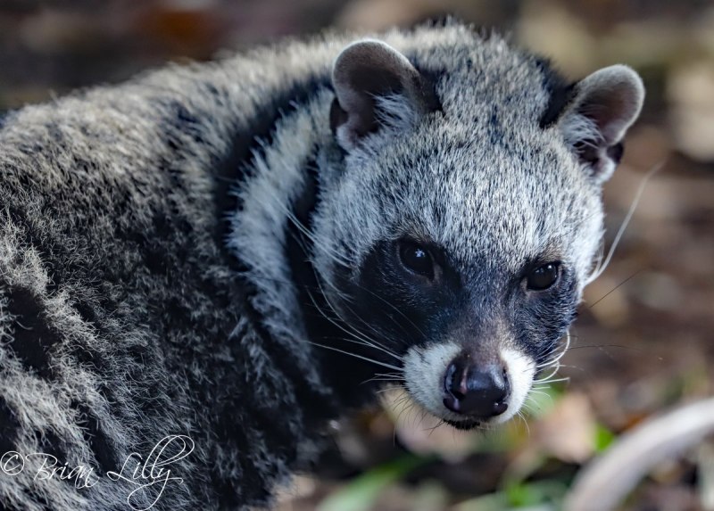Нандиния бинотата