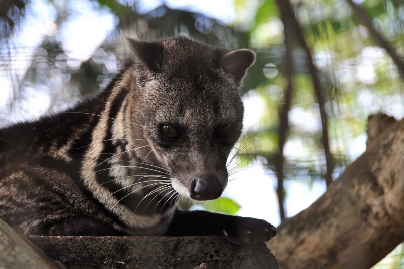 Африканская пальмовая Циветта
