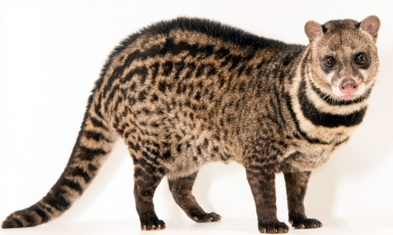 Крупнопятнистая Циветта