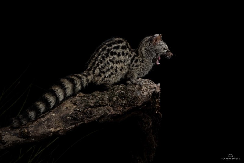 Arctogalidia trivirgata