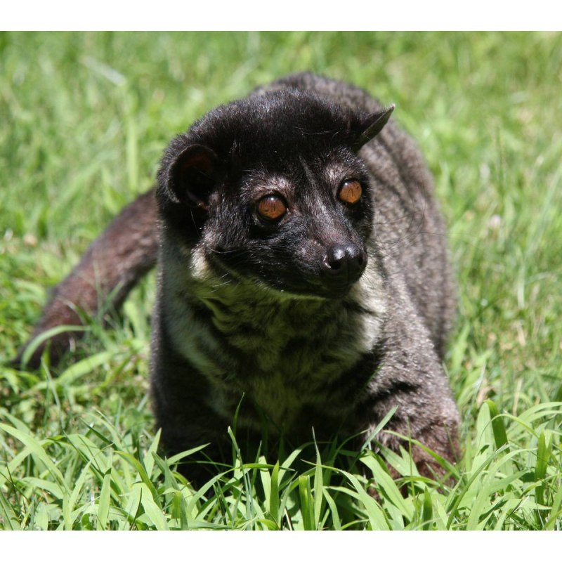 Циветта животное