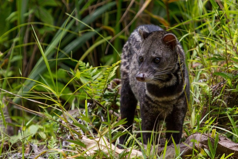 Пальмовая Циветта мусанг