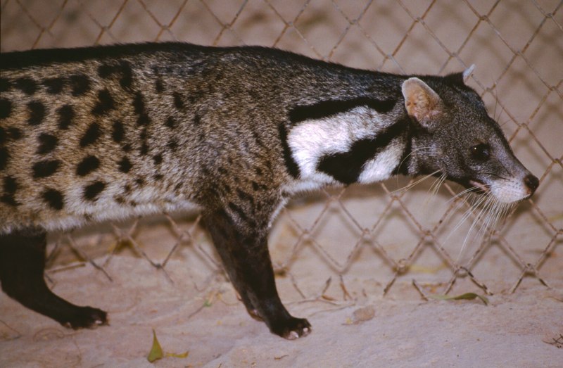 Малабарская Циветта