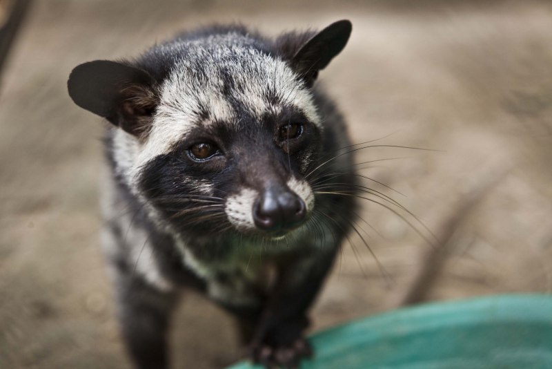 Африканская Циветта