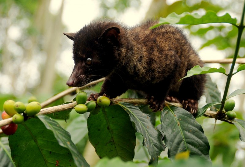 Обыкновенная генетта