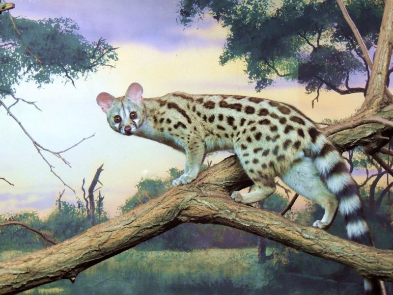 Пятнистая генетта