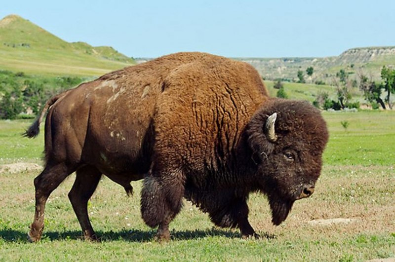 Американский Степной Бизон