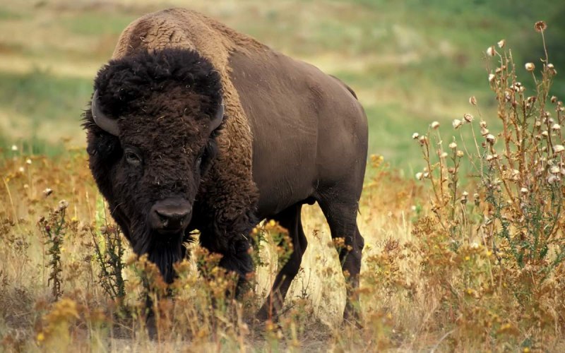 Зубры дерутся