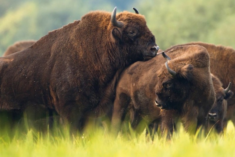 Бизон SPARIVANIE