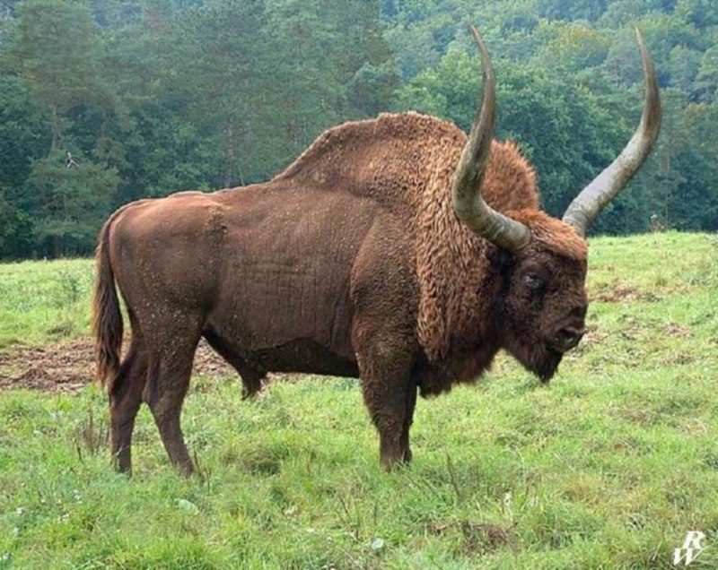 Бизон латифронс