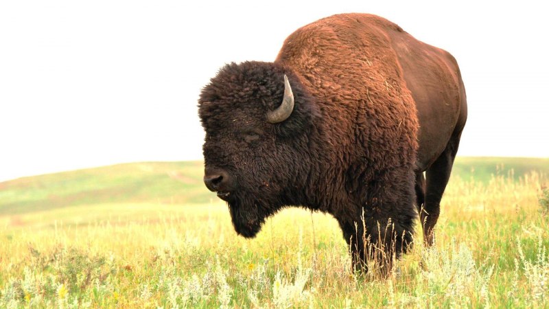 Бизоны в Северной Америке