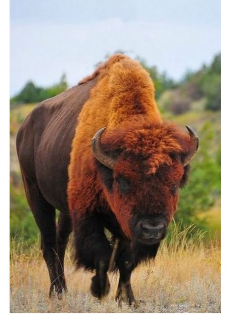 Длиннорогий Бизон